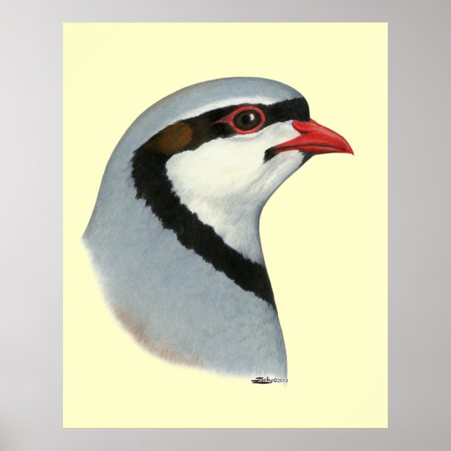 Chukar:  Partridge Head Poster (Front)