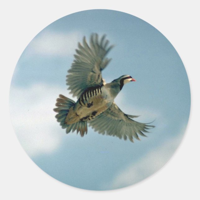 Chukar partridge in flight classic round sticker (Front)