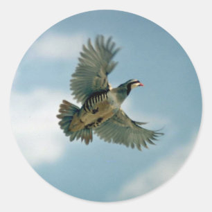 Chukar partridge in flight classic round sticker