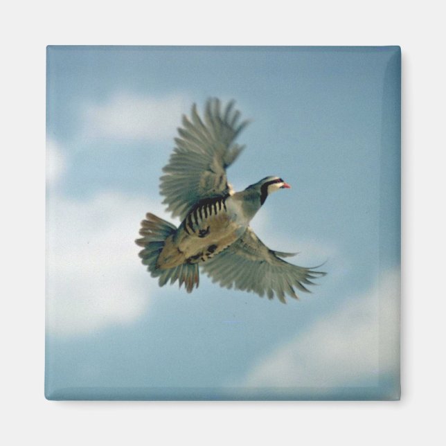 Chukar partridge in flight magnet (Front)