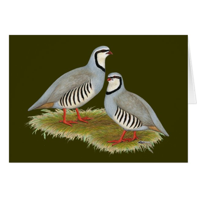 Chukar Partridge Pair (Front Horizontal)