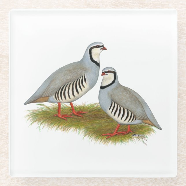 Chukar Partridge Pair Glass Coaster (Front)