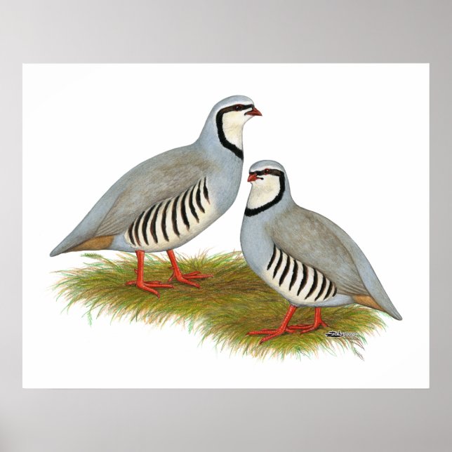 Chukar Partridge Pair Poster (Front)