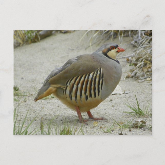 Chukar Partridge Postcard (Front)