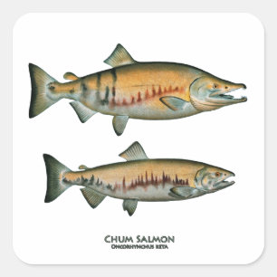 Chum Salmon Pair (spawning phase) Square Sticker