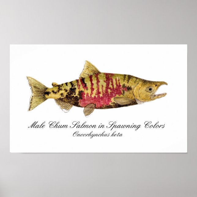 Chum Salmon Poster (Front)