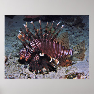 Chuncky Lionfish Poster