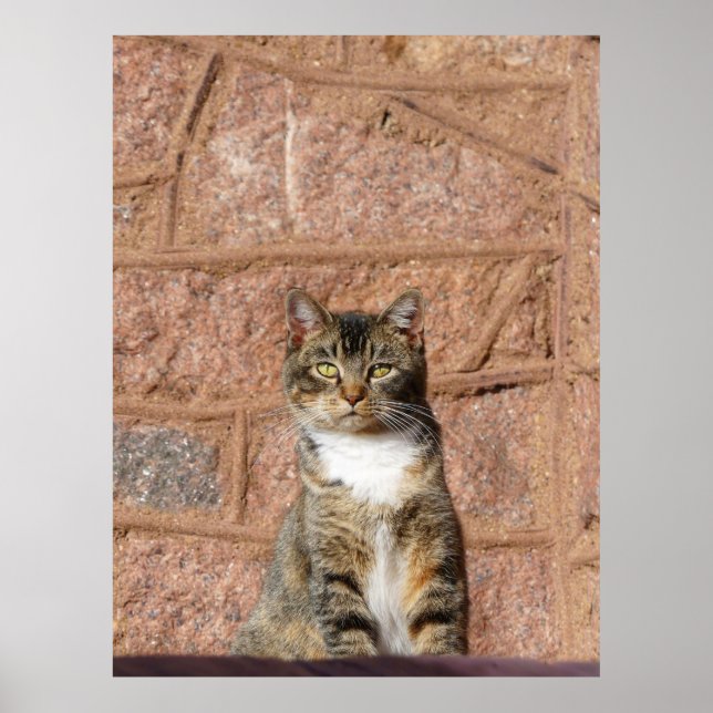 Church Cat Poster (Front)