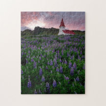 Church in Field of Lupine Wildflowers in Iceland