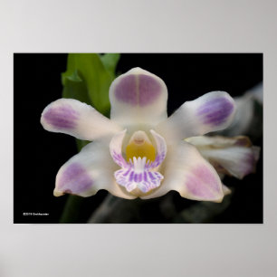 Chysis Violacea Poster