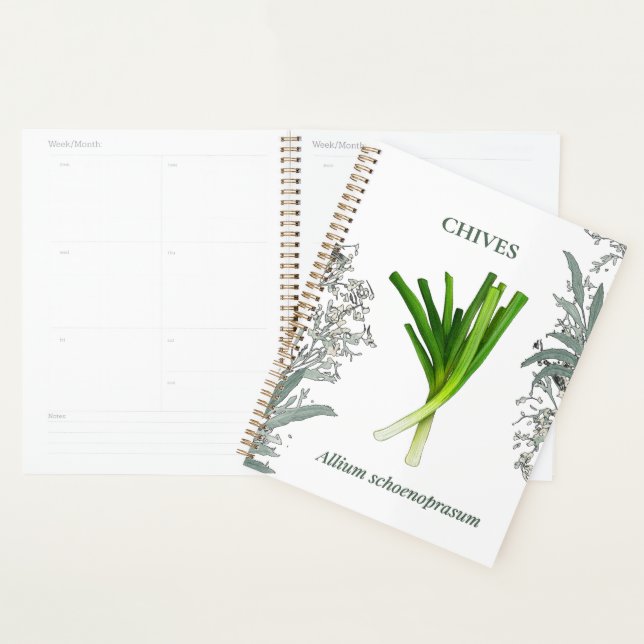 Ciboulette — Allium schoenoprasum Planner (Display)