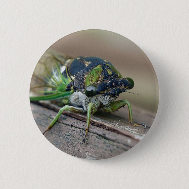 Cicada 6 Cm Round Badge (Front)
