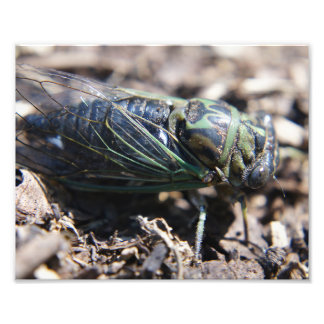 Cicada 8x10 Photo Print