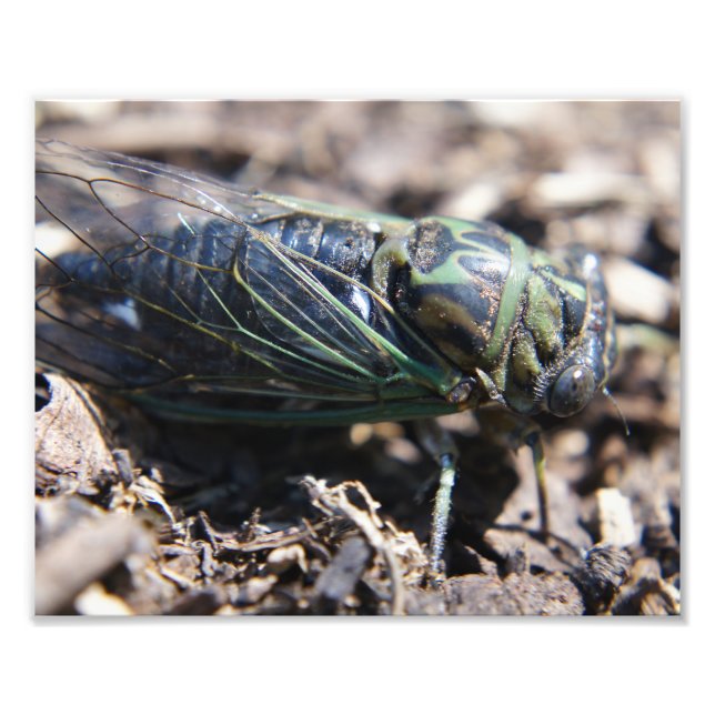 Cicada 8x10 Photo Print (Front)