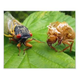 cicada and shell photo print