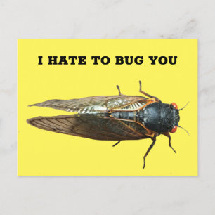 Cicada Bug Insect Photo Custom Message Postcard