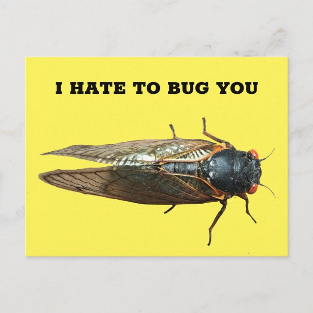 Cicada Bug Insect Photo Custom Message Postcard (Front)