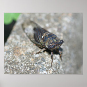 Cicada Bug Up Close Insect Poster