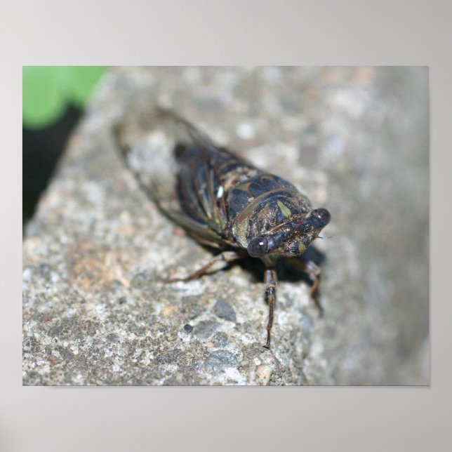 Cicada Bug Up Close Insect Poster (Front)