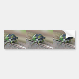 Cicada Bumper Sticker