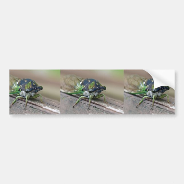 Cicada Bumper Sticker (Front)