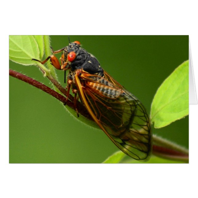 Cicada Card (Front Horizontal)