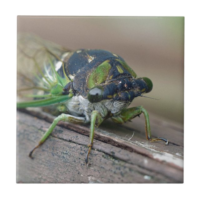 Cicada Ceramic Tile (Front)