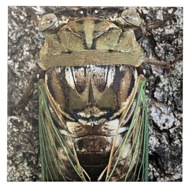 Cicada Ceramic Tile (Front)