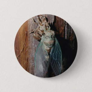 Cicada dries his wings 6 cm round badge