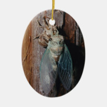 Cicada dries his wings