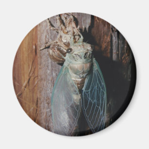 Cicada dries his wings magnet