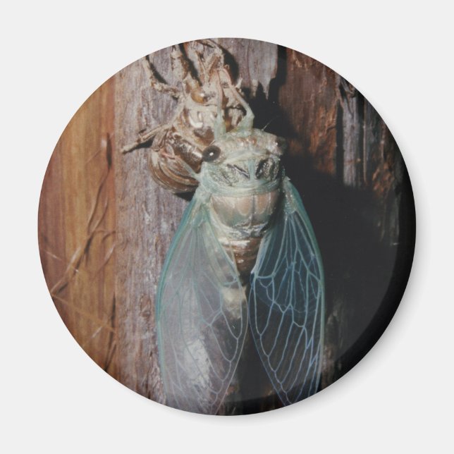 Cicada dries his wings magnet (Front)