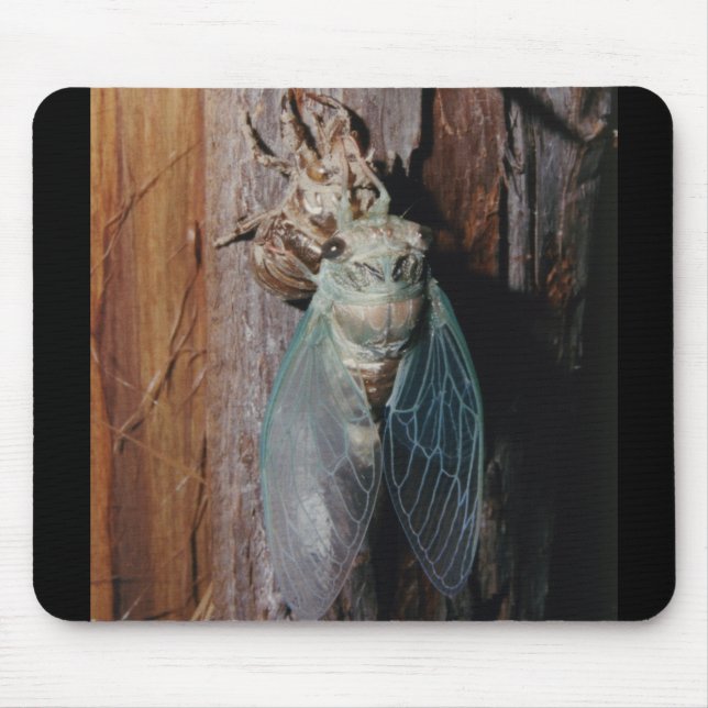 Cicada dries his wings mouse pad (Front)