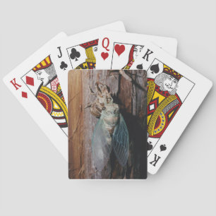 Cicada dries his wings playing cards