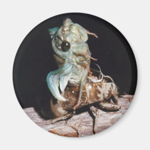Cicada Emerging from Shell Magnet