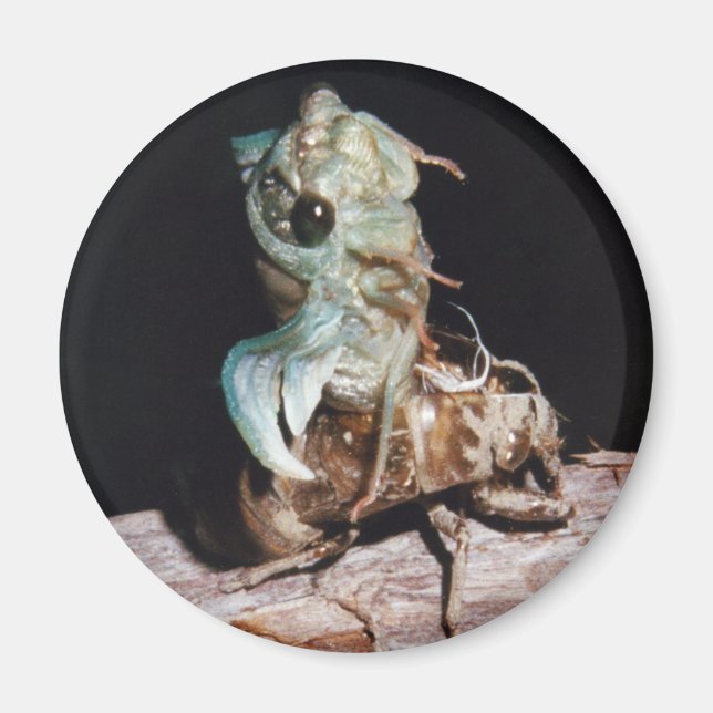 Cicada Emerging from Shell Magnet (Front)
