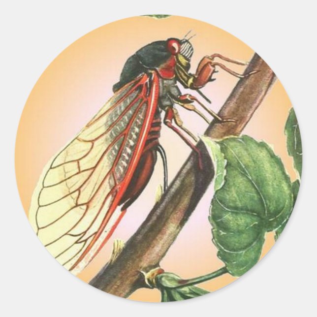 Cicada Insect Illustration Art Classic Round Sticker (Front)