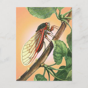 Cicada Insect Illustration Art Postcard