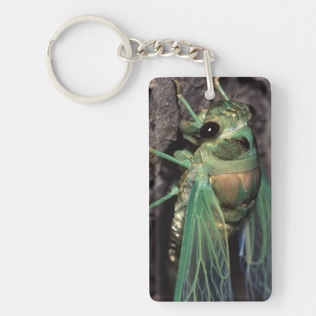 Cicada Key Ring (Front)