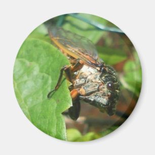 cicada magnet