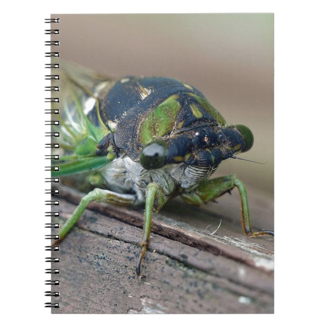 Cicada Notebook (Front)