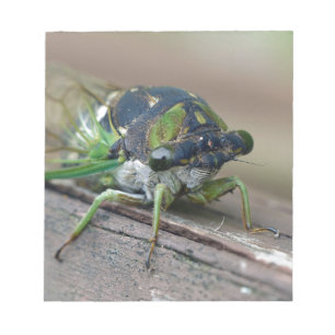 Cicada Notepad