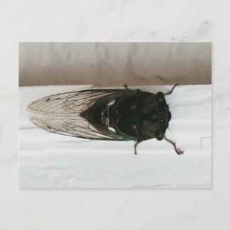 Cicada Photo Postcard