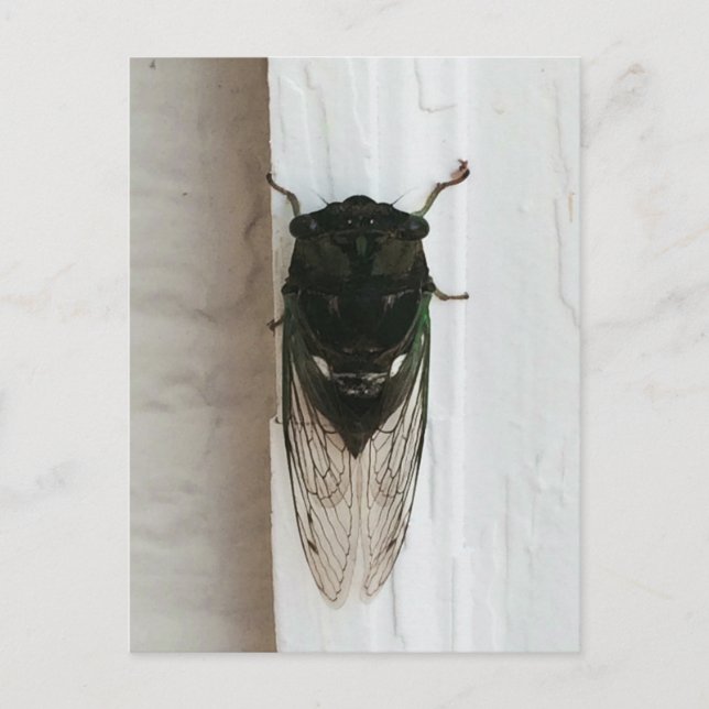 Cicada Photo Postcard (Front)