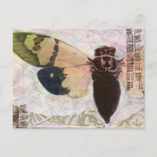 Cicada Post Card