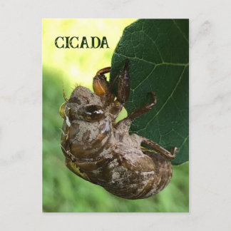 Cicada - Postcard