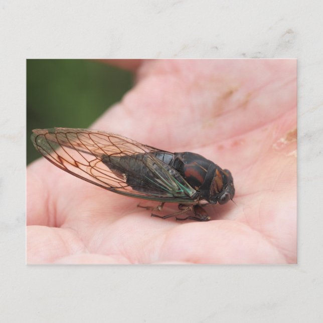 Cicada Postcard (Front)