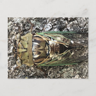 Cicada Postcard