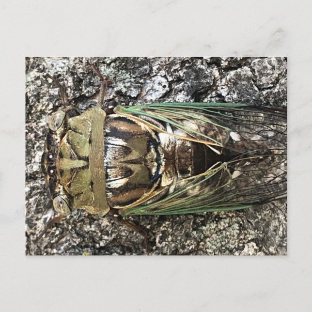 Cicada Postcard (Front)
