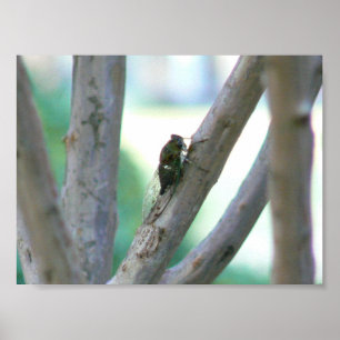 Cicada Poster